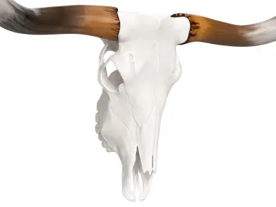 Texas Longhorn Skull and Horns 3D model