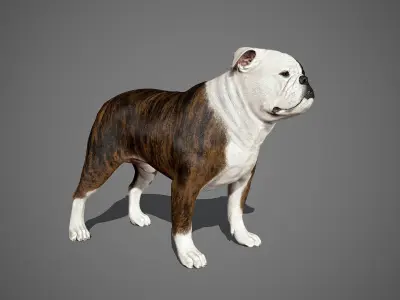 English Bulldog Real-Time Low-poly 3D model