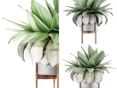 Plants Collection 58 3D model