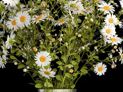 Bouquet of white wildflowers chamomile daisies 412 3D model