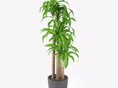 Dracaena Massangeana Potted Plant 3D model