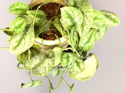 silver splash pothos nature 3D model