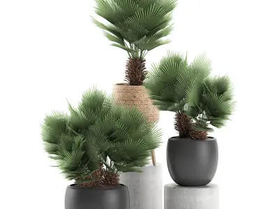 Decorative Chamaerops palms in a white flowerpot 576 3D model
