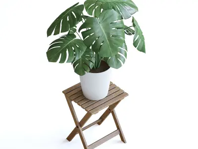 Monstera Plant 3D model