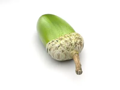 Acorn 3D model