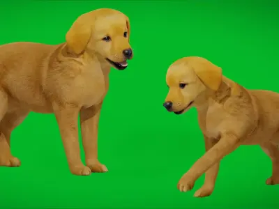 Golden Retriever Puppy Dog Low-poly 3D model