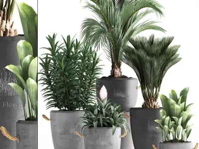 Collection Exotic plants 379 3D model