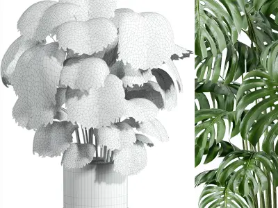 Indoor plant - set 27 3D model