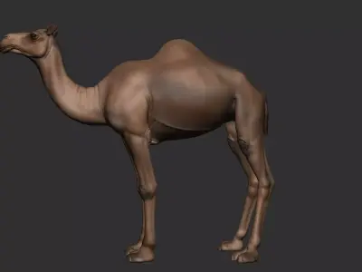 Camel Zbrush  3D model