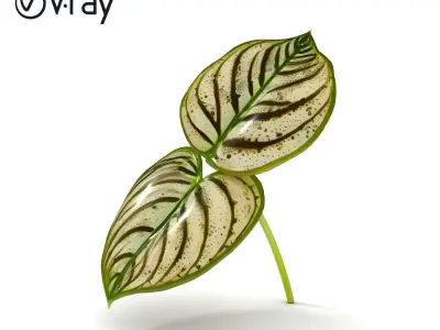 Tropical Leaf Plant Realistic Model Pack Low-poly 3D model