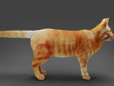 Fur Cat  Yellow 02 No Rigged  Low-poly 3D model
