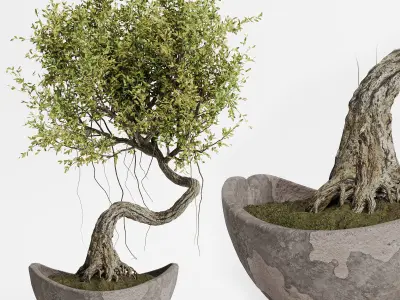 indoor plants in vase 004 3D model