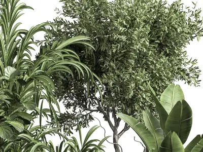 Indoor plant 08 3D model purchase