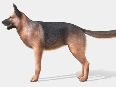 Dog - Shepherd Low-poly 3D model