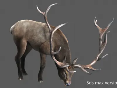 elaphurus deer buck stag reindeer doe Low-poly 3D model