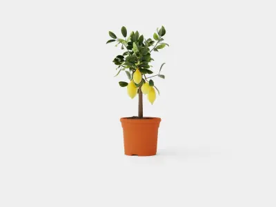 Citrus  Lemon stem Low-poly 3D model