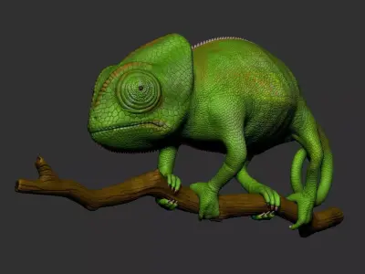 Veiled Chameleon - Hi-polygon 3D model