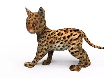 Wild Cat Rigged model Low-poly 3D model