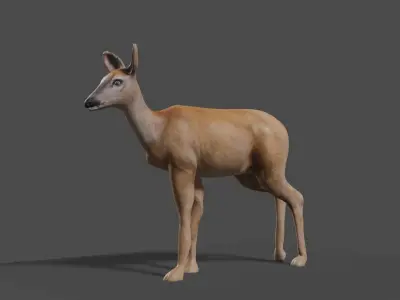 white doe animated Low-poly 3D model