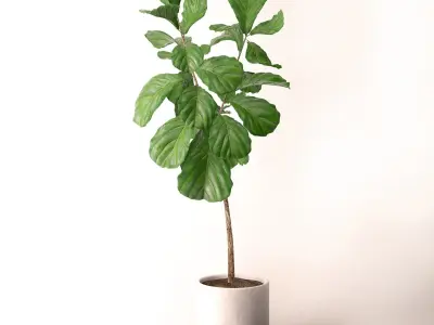 Ficus Lyrata 3D model