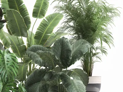 Houseplants in a flowerpot for the interior 1023 3D model