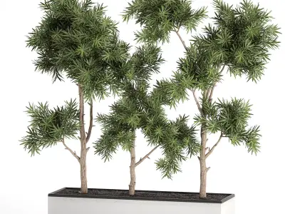 Decorative trees in a white flowerpots 760 3D model