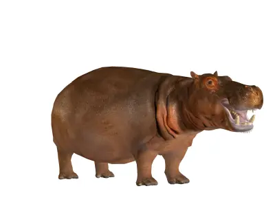 Hippopotamus Amphibius Low-poly 3D model