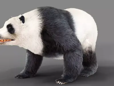 Fur Panda Bear animated Low-poly 3D model