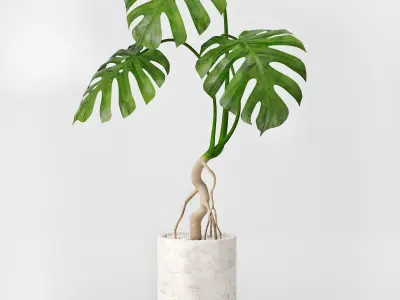 Monstera plant in pot 3D model