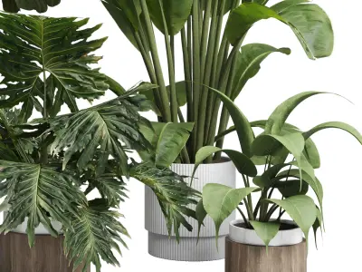 Collection indoor plant 429 plant bush ravenala palm 3D model