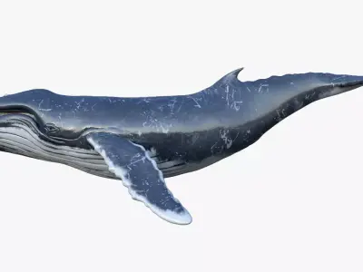 Humpback Whale Animated 3D model
