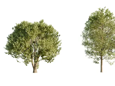 Free Tree pack Free low-poly 3D model