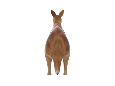 Kangaroo Low Poly Australian Animal 3D model