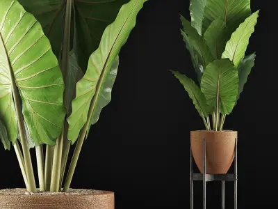 Plants Collection 56 3D model