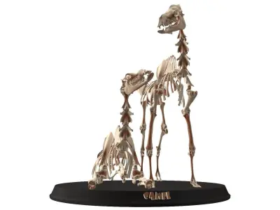 Couple Camel Cranium Low-poly 3D model