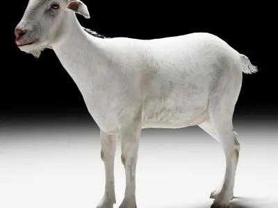 Alpine Goat  3D model