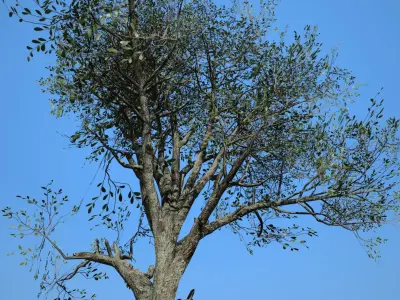 Broadleaf 002 Low-poly 3D model