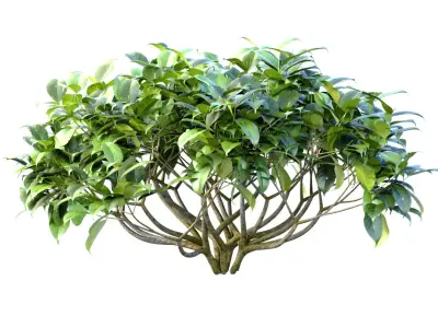 Outdoor garden plants shrubs bush tree 3D model