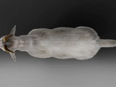 Fur Goat 02 Rigged in Blender   Low-poly 3D model