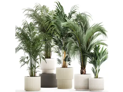 Set Of Beautiful Howea Palms In White Pots Neanthe 1408 3D model