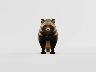 Common Raccoon Dog Animal Low-poly 3D model