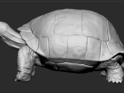 Galapagos Tortoise Sculpt 3D model
