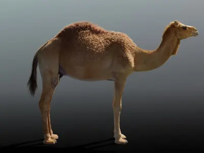 Camel Adult and Baby Fur  3D model