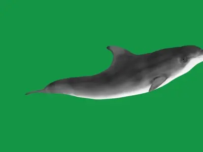 Bottlenose Dolphin 3D model