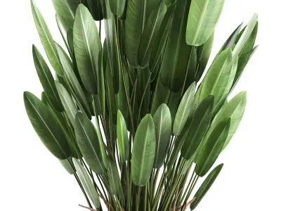 Strelitzia in a pot for the interior 739 3D model