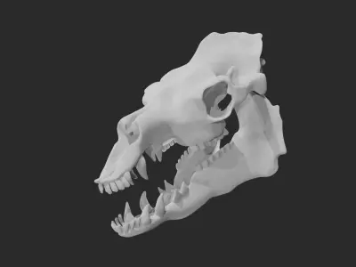 Skull of camel 3D model