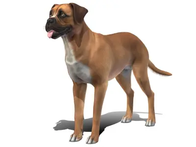 Dog - Boxer Low-poly 3D model