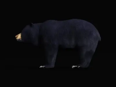 Louisiana Black Bear 3D model