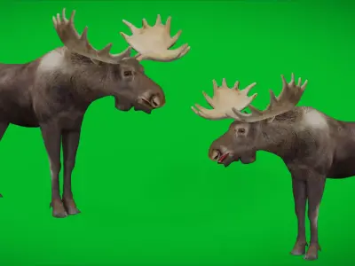 Eurasian Moose Male Low-poly 3D model