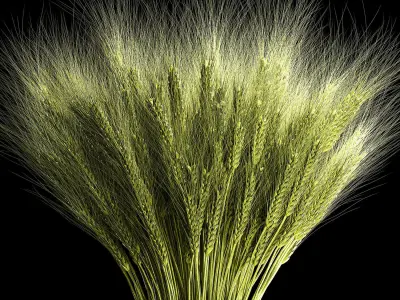 Decorative bouquet of green spikelets of wheat 286 3D model